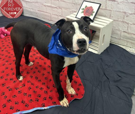 SNAPDRAGON, a young male Pit Bull Terrier Mix