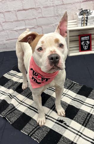AMARYLLIS, a adult female Pit Bull Terrier Mix