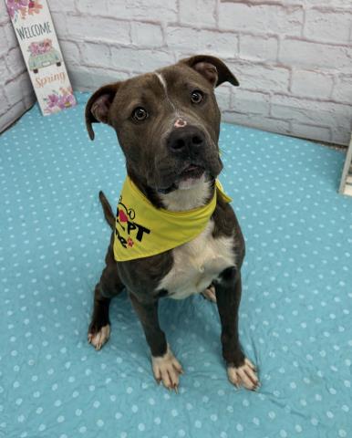 BABE RUTH, an adoptable Pit Bull Terrier in Detroit, MI