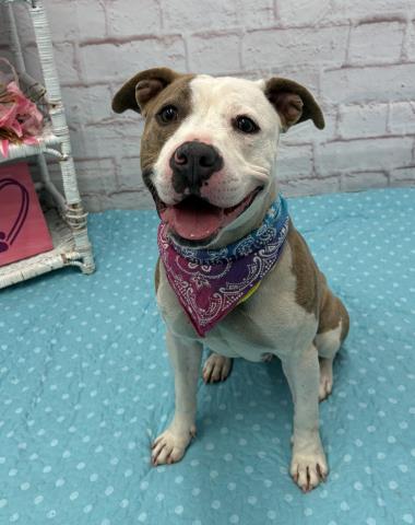 TOAD, an adoptable Pit Bull Terrier in Detroit, MI