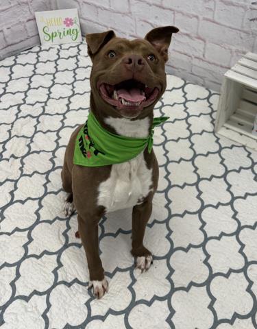 FOREST, an adoptable Pit Bull Terrier in Detroit, MI