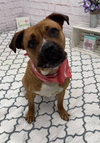 SKITTLES, a adult female Pit Bull Terrier Mix