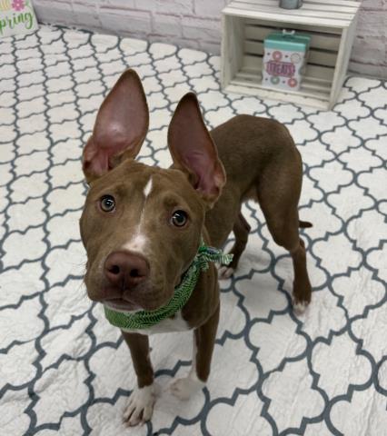 PINSTRIPE, an adoptable Pit Bull Terrier in Detroit, MI