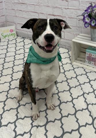 FERRERO, a adult male Pit Bull Terrier Mix