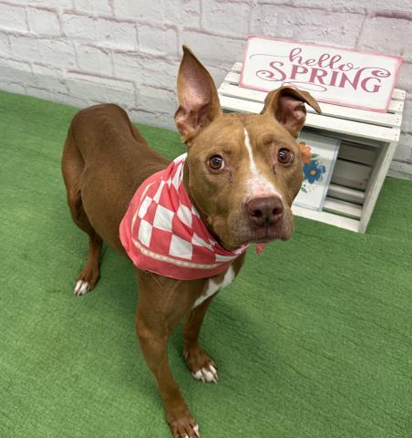 BARMBRACK, a senior female American Pit Bull Terrier Mix