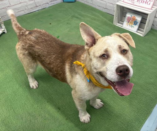 THEO, an adoptable Siberian Husky in Detroit, MI