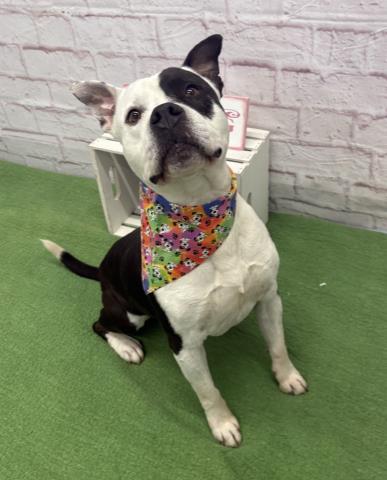 FIJI, a adult male Pit Bull Terrier Mix