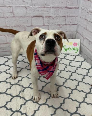 GELEE, a adult female Bulldog Mix