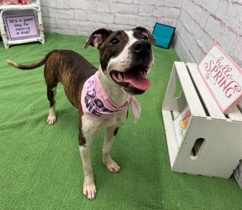 BEETS, an adoptable Pit Bull Terrier in Detroit, MI