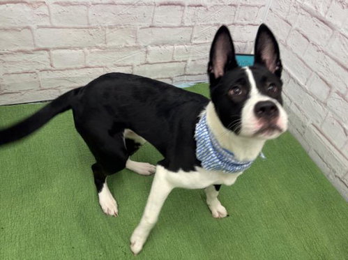 BOSKO, an adoptable Pit Bull Terrier in Detroit, MI