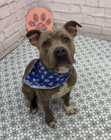 SMOKE, an adoptable American Pit Bull Terrier in Detroit, MI