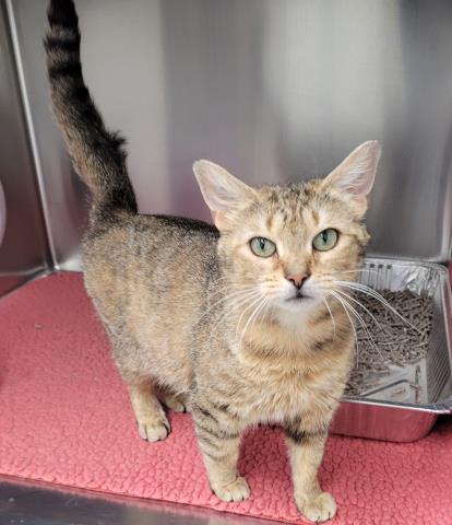 RAE, an adoptable Domestic Short Hair in Detroit, MI