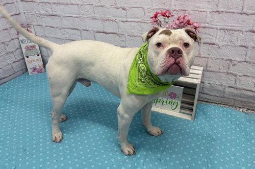 COCONUT SHRIMP, an adoptable American Bulldog in Detroit, MI
