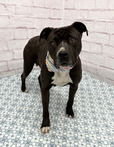 SORBET, an adoptable Pit Bull Terrier in Detroit, MI