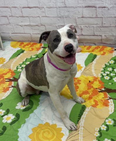 CATALPA, an adoptable American Staffordshire Terrier in Detroit, MI