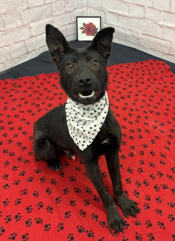 ACACIA, an adoptable German Shepherd Dog in Detroit, MI