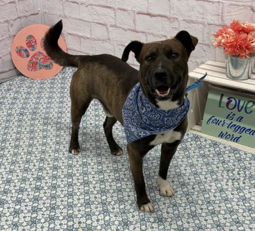 SAN BLAS, an adoptable German Shepherd Dog in Detroit, MI