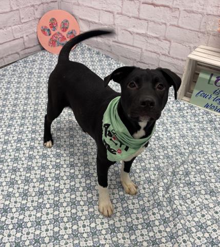 TYDIE, an adoptable American Pit Bull Terrier in Detroit, MI
