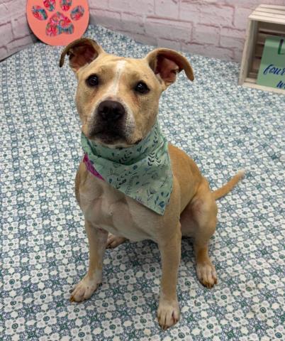 AMALIA, an adoptable Pit Bull Terrier in Detroit, MI