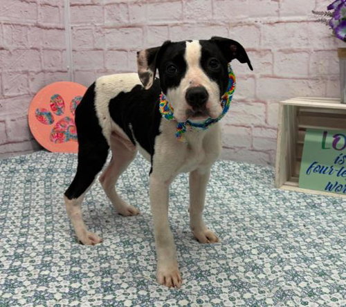 FABRIZIO, an adoptable American Staffordshire Terrier in Detroit, MI