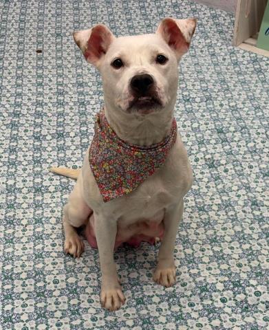FELICITA, an adoptable Pit Bull Terrier in Detroit, MI