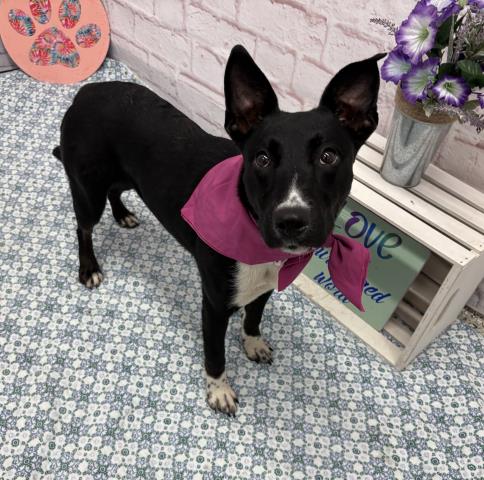 OFFICER NIBBLES, an adoptable Australian Kelpie in Detroit, MI