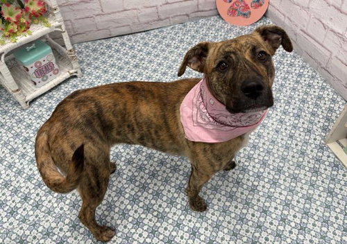 MOOREA, an adoptable Pit Bull Terrier in Detroit, MI