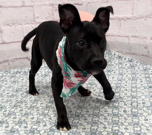 PAPAYA, an adoptable Pit Bull Terrier in Detroit, MI