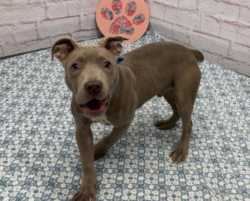 MANGO, an adoptable Pit Bull Terrier in Detroit, MI