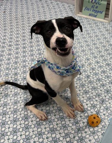 SASSY PANCAKE, an adoptable American Pit Bull Terrier in Detroit, MI