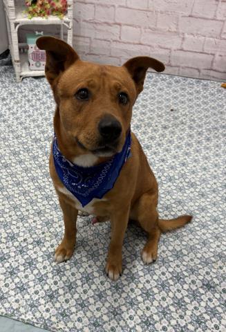 GALAPAGOS, an adoptable Carolina Dog in Detroit, MI