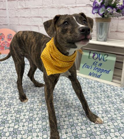 GUAM, an adoptable Pit Bull Terrier in Detroit, MI