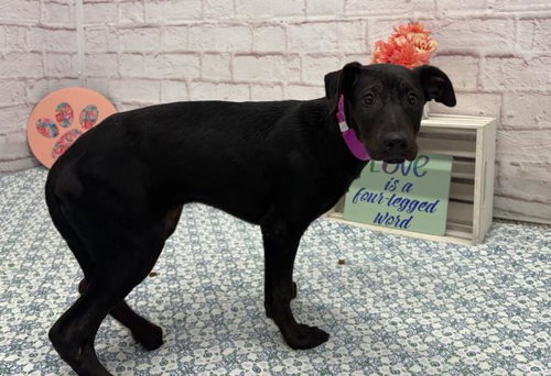 SELENE, an adoptable Doberman Pinscher in Detroit, MI