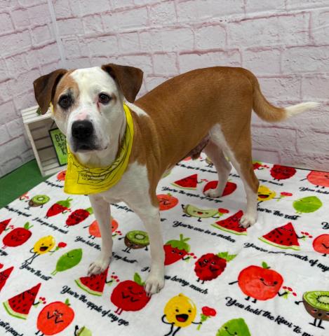 ST. JOHN, an adoptable American Pit Bull Terrier in Detroit, MI