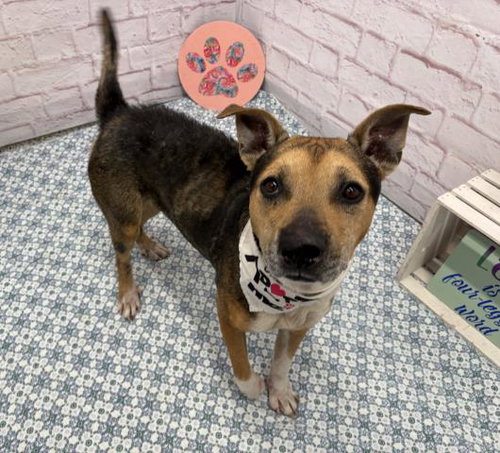 HORIZON, an adoptable American Staffordshire Terrier in Detroit, MI