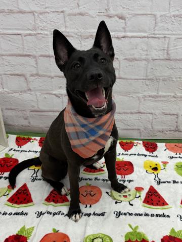 SODA, an adoptable German Shepherd Dog in Detroit, MI