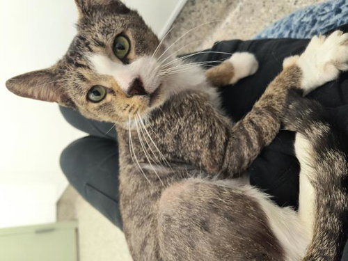 BONZO, Adult Domestic Short Hair (medium coat), cat for adoption in Warren, Michigan