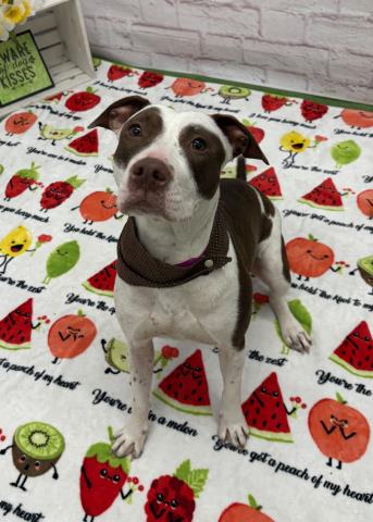 MUFFIN COMET