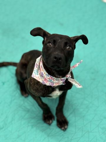 BARBORA
