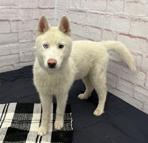 SYCAMORE, an adoptable Siberian Husky in Detroit, MI