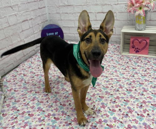 LEAF BEARD, an adoptable German Shepherd Dog in Detroit, MI