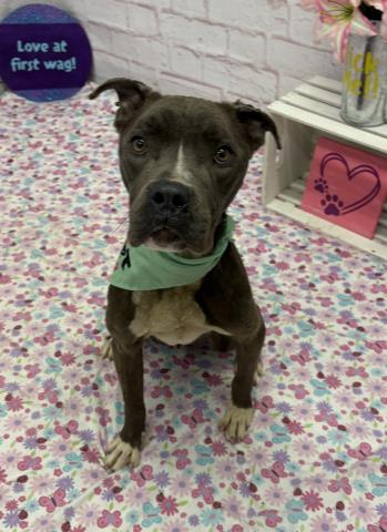CLARENCE, an adoptable Pit Bull Terrier in Detroit, MI