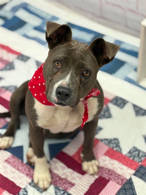 TIME TOTEM, an adoptable American Staffordshire Terrier in Detroit, MI