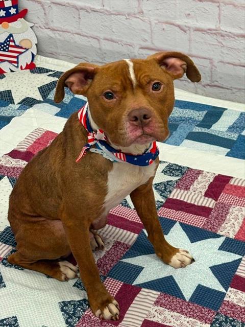 URCHIN, an adoptable Pit Bull Terrier in Detroit, MI
