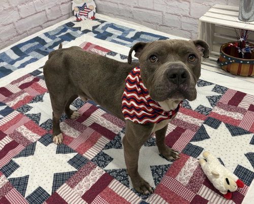 HIEROPHANT, an adoptable Pit Bull Terrier in Detroit, MI
