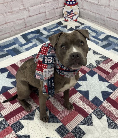 LUCILLE, an adoptable Pit Bull Terrier in Detroit, MI