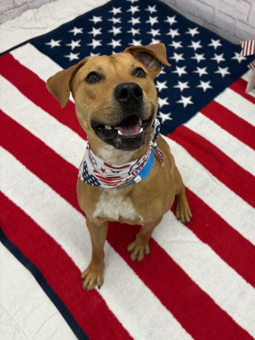 WOLFPRUD, an adoptable Pit Bull Terrier in Detroit, MI