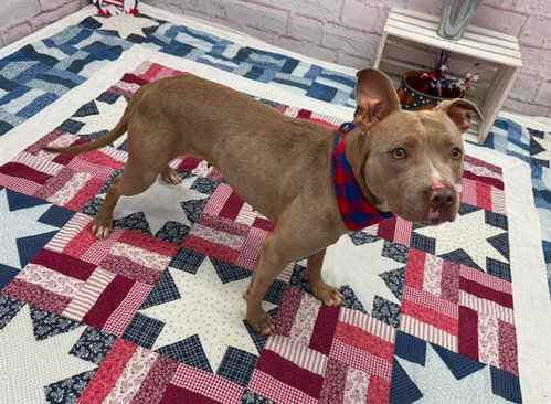 DARIENNE LAKE, an adoptable Pit Bull Terrier in Detroit, MI