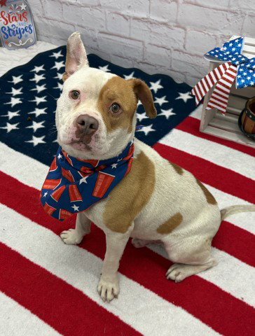 CLANK, an adoptable Pit Bull Terrier in Detroit, MI
