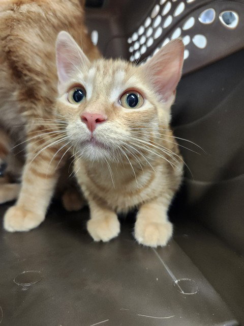 IRIDESSA, an adoptable Domestic Short Hair in Detroit, MI